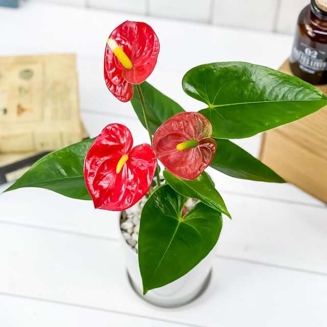 観葉植物 アンスリウム レッド 4号鉢 受け皿付き 育て方説明書付き Anthurium Andraeanum アンスリューム 鉢花の通販はau Pay マーケット 観葉植物専門店 プランチュ