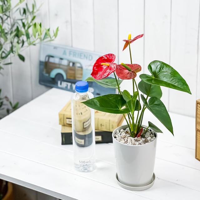 観葉植物 アンスリウム レッド 4号鉢 受け皿付き 育て方説明書付き Anthurium Andraeanum アンスリューム 鉢花の通販はau Pay マーケット 観葉植物専門店 プランチュ 観葉植物 アンスリウム レッド 4号鉢 受け皿付き 育て方説明書付き Anthurium Andraeanum アンスリューム 鉢花の通販はau Pay マーケット 観葉植物専門店 プランチュ