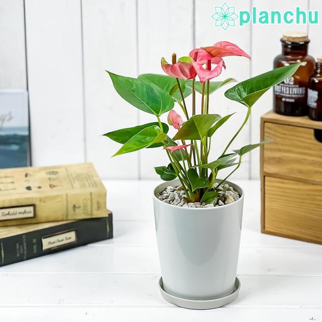 PLANCHU 観葉植物 アンスリウム ピンク 4号鉢 受け皿付き 育て方説明書