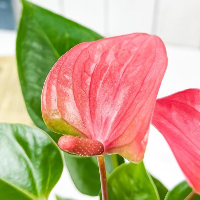 観葉植物 アンスリウム ピンク 4号鉢 受け皿付き 育て方説明書付き Anthurium Andraeanum アンスリューム 鉢花の通販はau Pay マーケット 観葉植物専門店 プランチュ