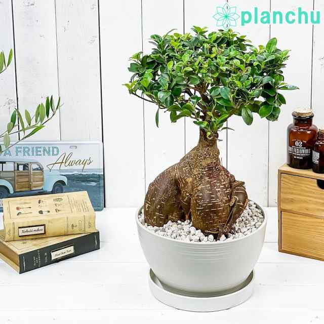 観葉植物 ガジュマル 太幹大株 8号鉢 受け皿付き 育て方説明書付き Ficus Microcarpa フィカス ミクロカルパ 精霊の宿る木の通販はau Pay マーケット 観葉植物専門店 プランチュ