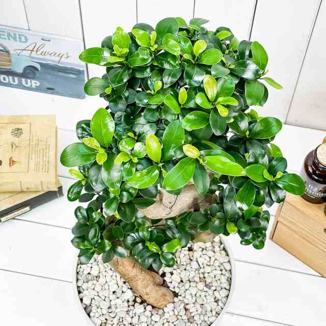 観葉植物 ガジュマル 昇り竜 8号平鉢 受け皿付き 育て方説明書付き Ficus microcarpa フィカス ミクロカルパ  精霊の宿る木の通販はau PAY マーケット - 観葉植物専門店 プランチュ | au PAY マーケット－通販サイト