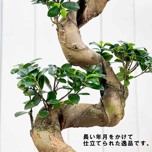 観葉植物 ガジュマル 昇り竜 8号鉢 受け皿付き 育て方説明書付き Ficus Microcarpa フィカス ミクロカルパ 精霊の宿る木の通販はau Pay マーケット 観葉植物専門店 プランチュ