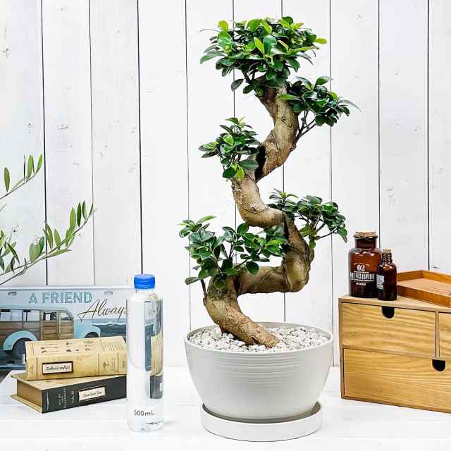 観葉植物 ガジュマル 昇り竜 8号鉢 受け皿付き 育て方説明書付き Ficus Microcarpa フィカス ミクロカルパ 精霊の宿る木の通販はau Pay マーケット 観葉植物専門店 プランチュ