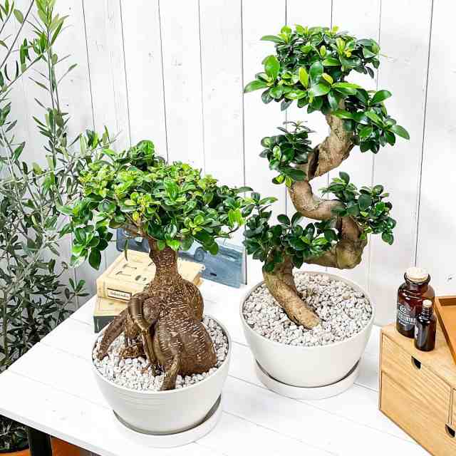 観葉植物 ガジュマル 太幹 6号鉢 受け皿付き 育て方説明書付き Ficus