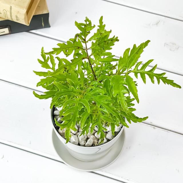 観葉植物 ポリシャス フィリシフォリア 3 5号鉢 育て方説明書付き Polyscias 受け皿付き Filicifolia