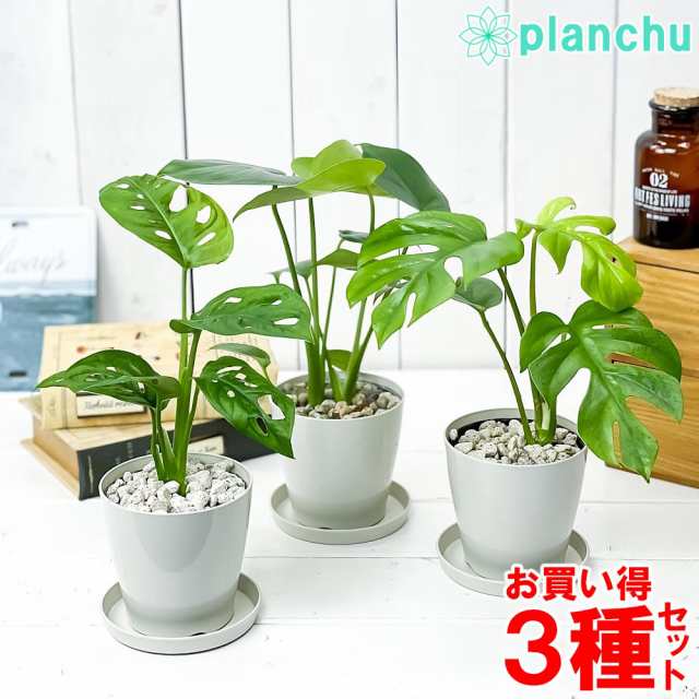 観葉植物 モンステラ ＆ ヒメモンステラ ＆ マドカズラ 3種セット 3.5号鉢 受け皿付き 育て方説明書付き｜au PAY マーケット