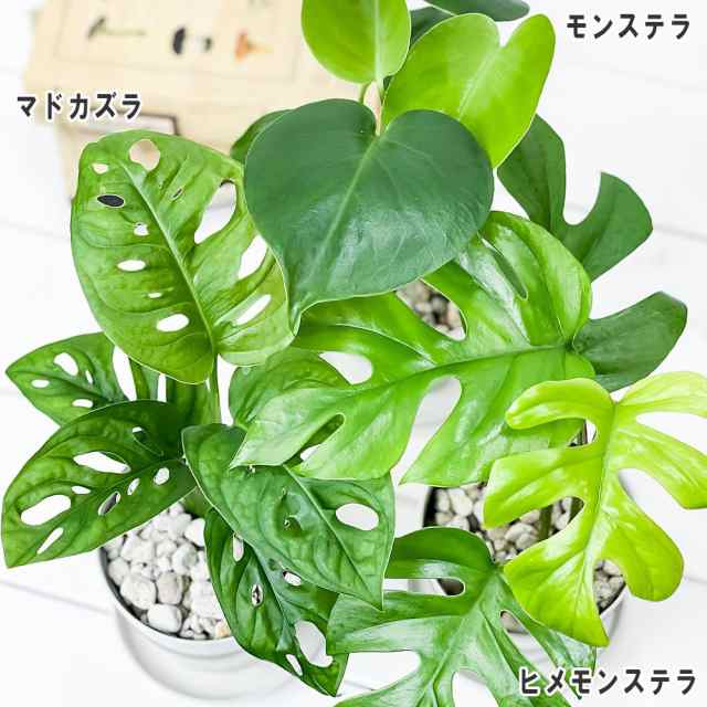 観葉植物 モンステラ ＆ ヒメモンステラ ＆ マドカズラ 3種セット 3.5号鉢 受け皿付き 育て方説明書付き｜au PAY マーケット