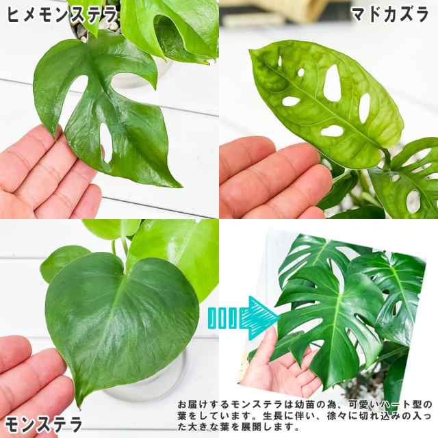 観葉植物 モンステラ ＆ ヒメモンステラ ＆ マドカズラ 3種セット 3.5