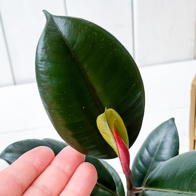 観葉植物 フィカス バーガンディ 4号樹脂鉢 ホワイト 受け皿付き 育て方説明書付き Ficus Elastica Burgundy ゴムノキ ゴムの木 インの通販はau Pay マーケット 観葉植物専門店 プランチュ
