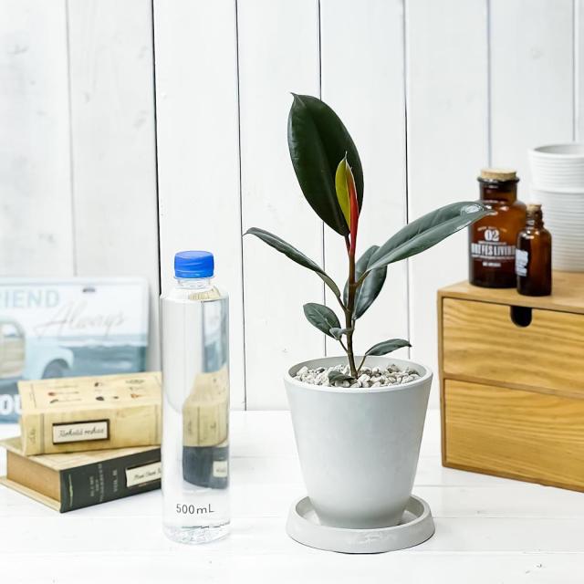 観葉植物 フィカス バーガンディ 4号樹脂鉢 ホワイト 受け皿付き 育て方説明書付き Ficus Elastica Burgundy ゴムノキ ゴムの木 インの通販はau Pay マーケット 観葉植物専門店 プランチュ