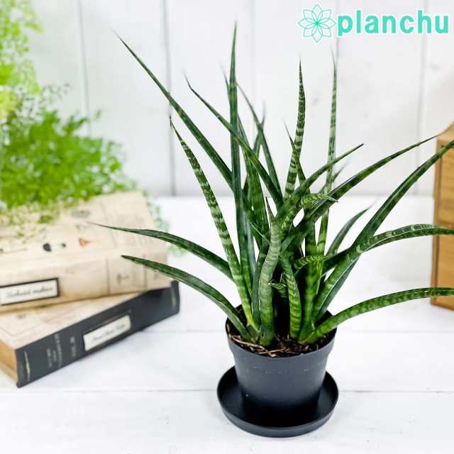 観葉植物 サンセベリア ファンウッド パンク 3号鉢 受け皿付き 育て方説明書付き Sansevieria Fernwood Punk サンスベリア 希少 レアの通販はau Pay マーケット 観葉植物専門店 プランチュ