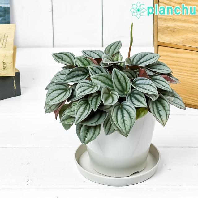 観葉植物 ペペロミア ジェイド 3 5号鉢 受け皿付き 育て方説明書付き Peperomia Obtusifolia Jade 22新作