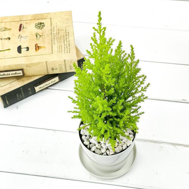 観葉植物 コニファー ゴールドクレスト ウィルマ 3 5号鉢 受け皿付き 育て方説明書付き Cupressus Macrocarpa Wilma 庭木 植木 針葉の通販はau Pay マーケット 観葉植物専門店 プランチュ