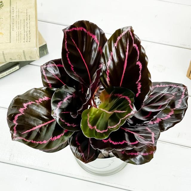 観葉植物 カラテア ドッティ 4号鉢 受け皿付き 育て方説明書付き Calathea Roseopicta Dottie 希少 レア 珍しいの通販はau Pay マーケット 観葉植物専門店 プランチュ 観葉植物 カラテア ドッティ 4号鉢 受け皿付き 育て方説明書付き Calathea Roseopicta Dottie 希少 レア 珍しいの通販はau Pay マーケット 観葉植物専門店 プランチュ