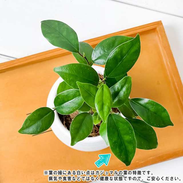 観葉植物 ガジュマル 3号丸鉢 受け皿付き 育て方説明書付き Ficus Microcarpa フィカス ミクロカルパの通販はau Pay マーケット 観葉植物専門店 プランチュ