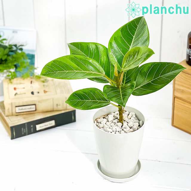 観葉植物 フィカス アルテシマ 斑入り 4号鉢 受け皿付き 育て方説明書付き Ficus altissima 'Variegata'  ゴムノキの通販はau PAY マーケット - 観葉植物専門店 プランチュ | au PAY マーケット－通販サイト