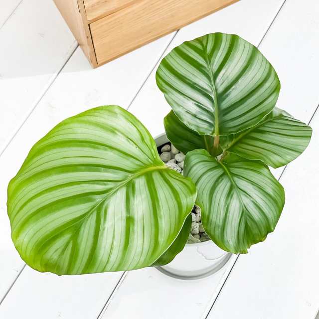 観葉植物 カラテア オルビフォリア 4号鉢 受け皿付き 育て方説明書付き Calathea orbifoliaの通販はau PAY マーケット -  観葉植物専門店 プランチュ | au PAY マーケット－通販サイト