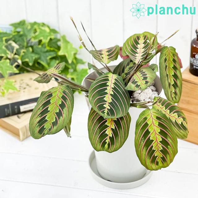 PLANCHU 観葉植物 マランタ ボスタス 6号鉢 受け皿付き 育て方説明書付き Maranta leuconeura var. erythroneura レウコネウラ カラテア 観葉植物