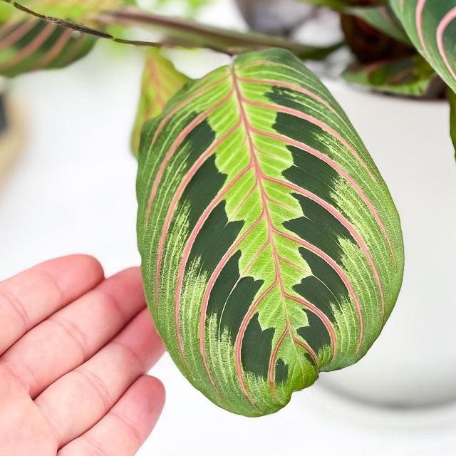 PLANCHU 観葉植物 マランタ ボスタス 6号鉢 受け皿付き 育て方説明書付き Maranta leuconeura var. erythroneura レウコネウラ カラテア 観葉植物