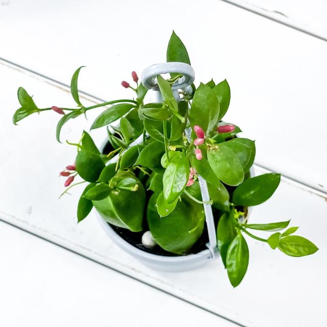 観葉植物 ディスキディア カンガルーポケット 3号吊り鉢 育て方説明書付き Dischidia Pectenoides 希少 レア 珍しいの通販はau Pay マーケット 観葉植物専門店 プランチュ