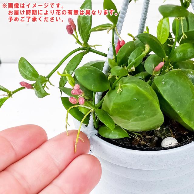 観葉植物 ディスキディア カンガルーポケット 3号吊り鉢 育て方説明書付き Dischidia Pectenoides 希少 レア 珍しいの通販はau Pay マーケット 観葉植物専門店 プランチュ