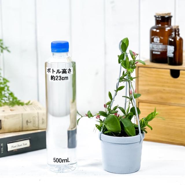 観葉植物 ディスキディア カンガルーポケット 3号吊り鉢 育て方説明書付き Dischidia Pectenoides 希少 レア 珍しいの通販はau Pay マーケット 観葉植物専門店 プランチュ