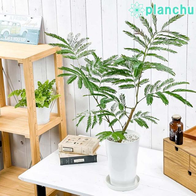 観葉植物 エバーフレッシュ 6号鉢 受け皿付き 育て方説明書付き Cojoba Arborea Var Angustifolia ネムノキの通販はau Pay マーケット 観葉植物専門店 プランチュ