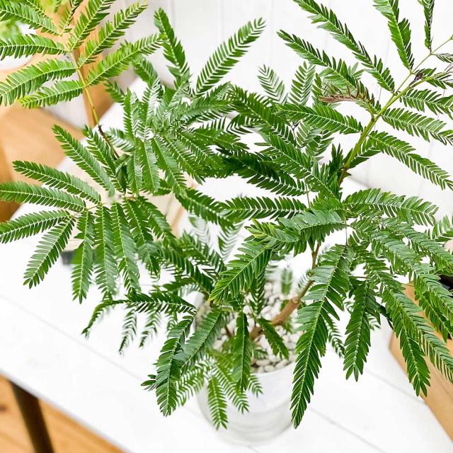 観葉植物 エバーフレッシュ 6号鉢 受け皿付き 育て方説明書付き Cojoba Arborea Var Angustifolia ネムノキの通販はau Pay マーケット 観葉植物専門店 プランチュ