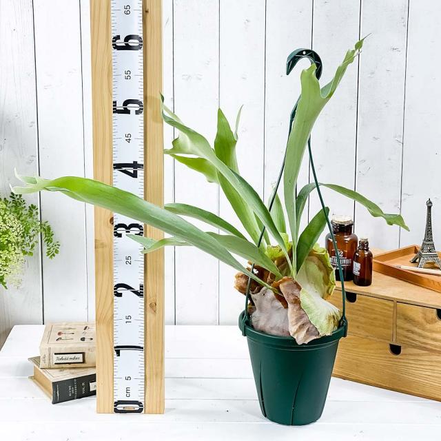 P0942 ビカクシダ アルシコルネ マダガスカル P. alcicorne