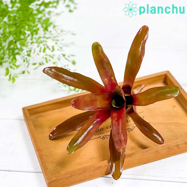 観葉植物 ネオレゲリア ファイヤーボール 1株 育て方説明書付き ブロメリア タンクブロメリア テラリウム ビバリウムの通販はau Pay マーケット 観葉植物専門店 プランチュ