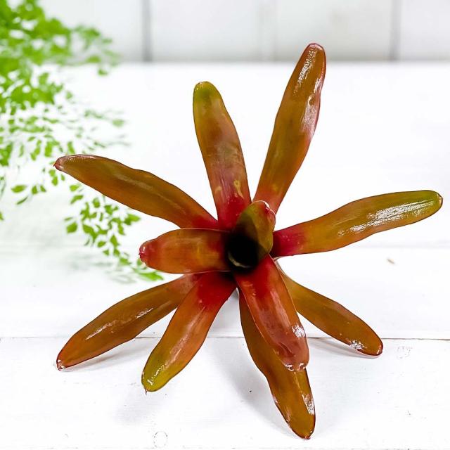 観葉植物 ネオレゲリア ファイヤーボール 1株 育て方説明書付き ブロメリア タンクブロメリア テラリウム ビバリウムの通販はau Pay マーケット 観葉植物専門店 プランチュ