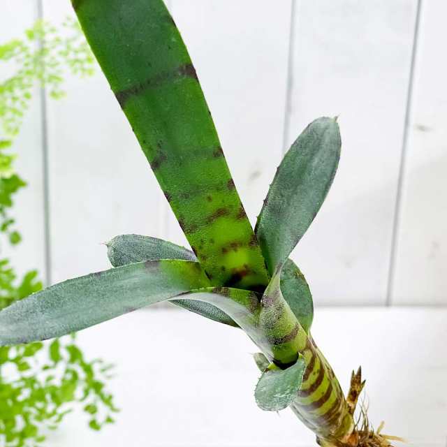 観葉植物 ネオレゲリア アケソ 1株 育て方説明書付き Neoregelia 'Akeso' ブロメリア タンクブロメリア テラリウム  ビバリウムの通販はau PAY マーケット - 観葉植物専門店 プランチュ | au PAY マーケット－通販サイト