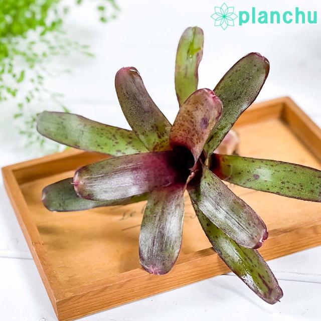 PLANCHU 観葉植物 ネオレゲリア アマゾン 1株 育て方説明書付き