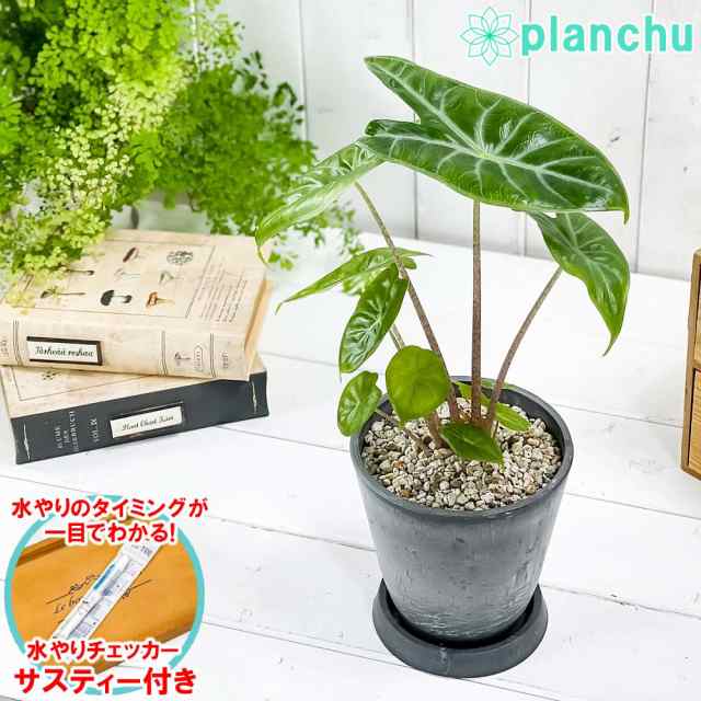 観葉植物 アグラオネマ オースピシャスレッド 4号鉢 受け皿付き 育て方