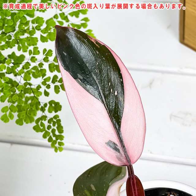 観葉植物 フィロデンドロン ピンクプリンセス 3号丸鉢 受け皿付き 育て方説明書付き Philodendron ‘Pink Princess’  アロイド｜au PAY マーケット