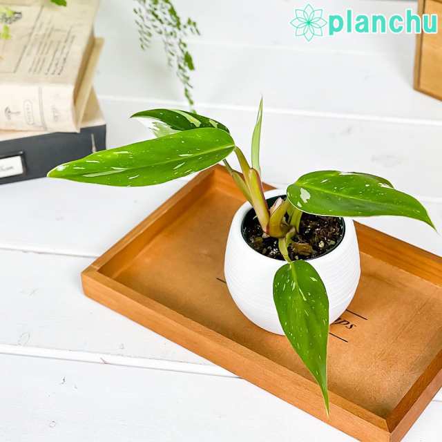 観葉植物 フィロデンドロン ホワイトプリンセス 3号丸鉢 受け皿付き 育て方説明書付き Philodendron 'White Princess'  アロイドの通販はau PAY マーケット - 観葉植物専門店 プランチュ | au PAY マーケット－通販サイト