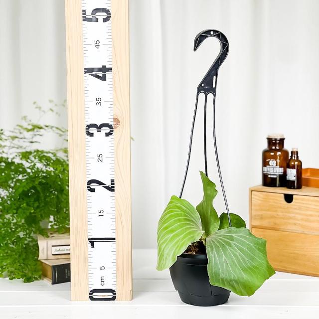 エレファントティス　ビカクシダ　アンゴレンセ　板付 ビカクシダ アンゴレンセ エレファントティス ビカクシダ