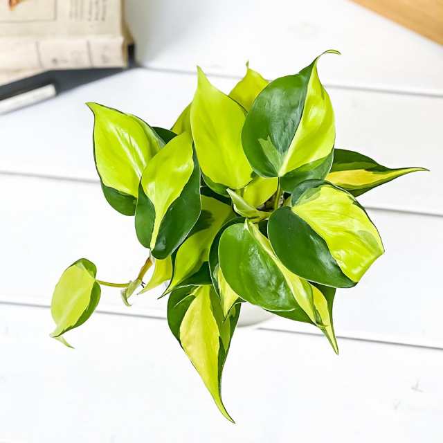 フィロデンドロン ブラジル 5号 吊り philodendron brasil ハンギング オシャレ 鮮やかなグリーン インテリアグリーン