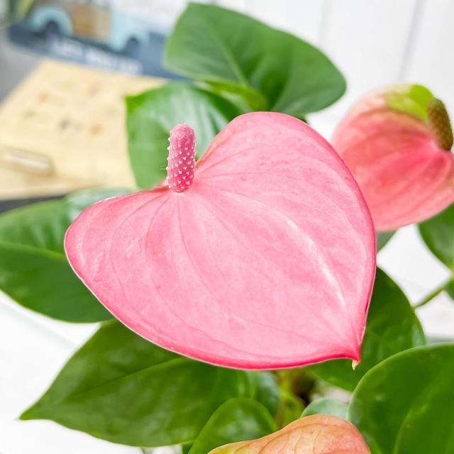 ジュディです♪2点セット！オーガスタ　アンスリウム　メイン　苗　苗木 Anthurium andraeanum アンスリウム ホワイト PLANCHU 観葉植物
