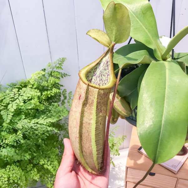 食虫植物 ウツボカズラ ネペンテス ルイーザ 5号吊り鉢 Nepenthes Louisa 育て方説明書付きの通販はau Pay マーケット 観葉植物専門店 プランチュ