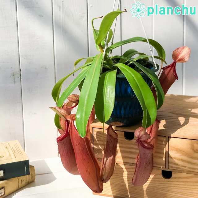 食虫植物 ウツボカズラ ネペンテス リンダ 5号吊り鉢 育て方説明書付き Nepenthes Lindaの通販はau Pay マーケット 観葉 植物専門店 プランチュ