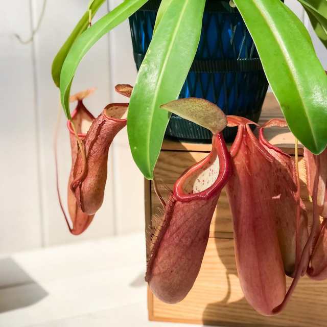 食虫植物 ウツボカズラ ネペンテス リンダ 5号吊り鉢 育て方説明書付き Nepenthes Lindaの通販はau Pay マーケット 観葉 植物専門店 プランチュ