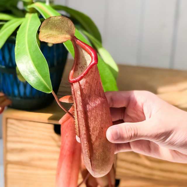 食虫植物 ウツボカズラ ネペンテス リンダ 5号吊り鉢 育て方説明書付き Nepenthes Lindaの通販はau Pay マーケット 観葉植物専門店 プランチュ