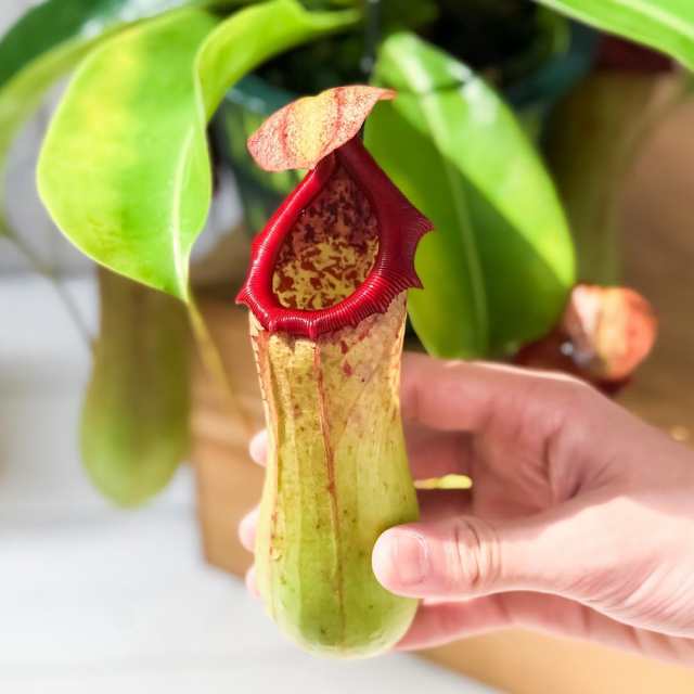 食虫植物 ネペンテス ベントリコーサ レッド × トランカータ 5号吊り鉢 育て方説明書付き Nepenthes ventricosa × truncata ウツボカズの通販は