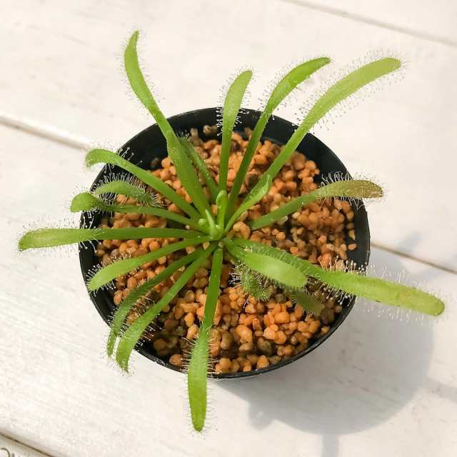 食虫植物 モウセンゴケ ドロセラ カペンシス 白花 2号鉢 育て方説明書付き Drosera Capensis アフリカナガバモウセンゴケの通販はau Pay マーケット 観葉植物専門店 プランチュ