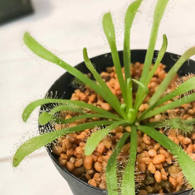 食虫植物 モウセンゴケ ドロセラ カペンシス 白花 2号鉢 育て方説明書付き Drosera Capensis アフリカナガバモウセンゴケの通販はau Pay マーケット 観葉植物専門店 プランチュ