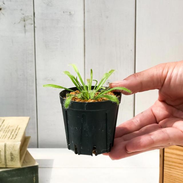 食虫植物 モウセンゴケ ドロセラ カペンシス 白花 2号鉢 育て方説明書付き Drosera Capensis アフリカナガバモウセンゴケの通販はau Pay マーケット 観葉植物専門店 プランチュ
