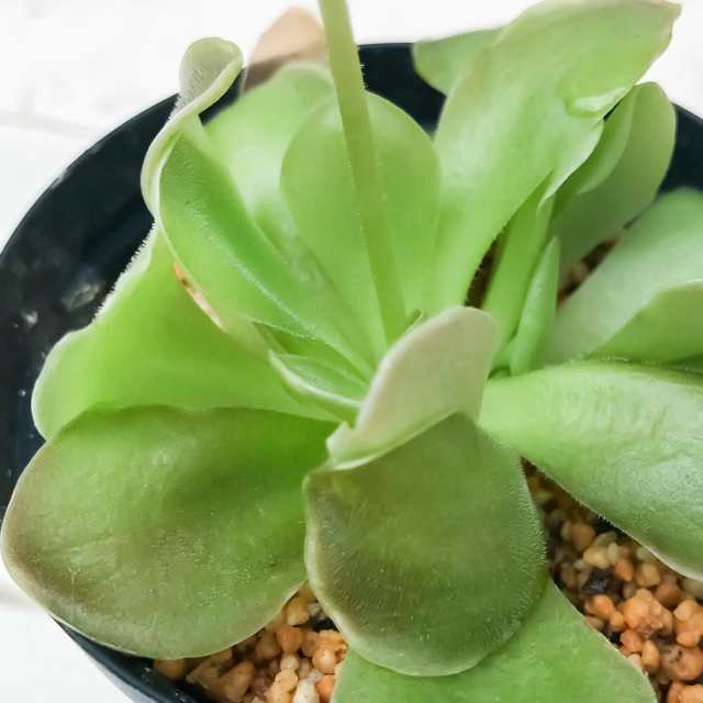 食虫植物 ムシトリスミレ ピンギキュラ セトス 2号鉢 育て方説明書付き Pinguicula Sethos Ehlersiae Moranensis の通販はau Pay マーケット 観葉植物専門店 プランチュ