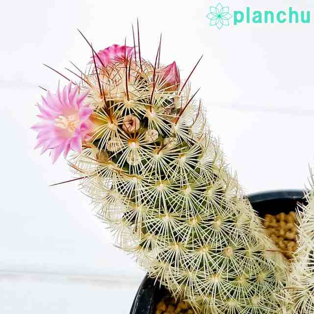 サボテン マミラリア ピンクニンフ 3号鉢 Mammillaria Pink Nymph の通販はau Pay マーケット 観葉植物専門店 プランチュ